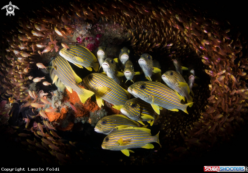 A Sweetlips