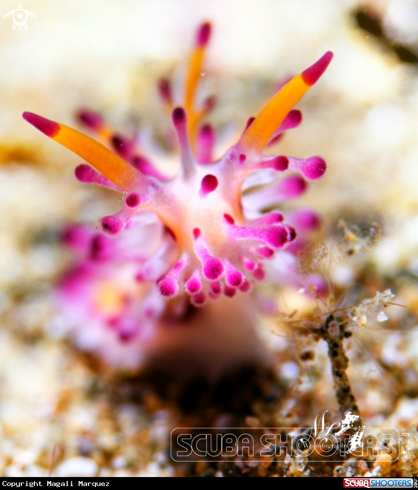 A Aegires villosus nudibranch 