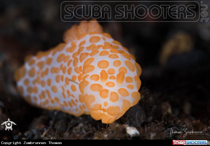 A Nudibranch 