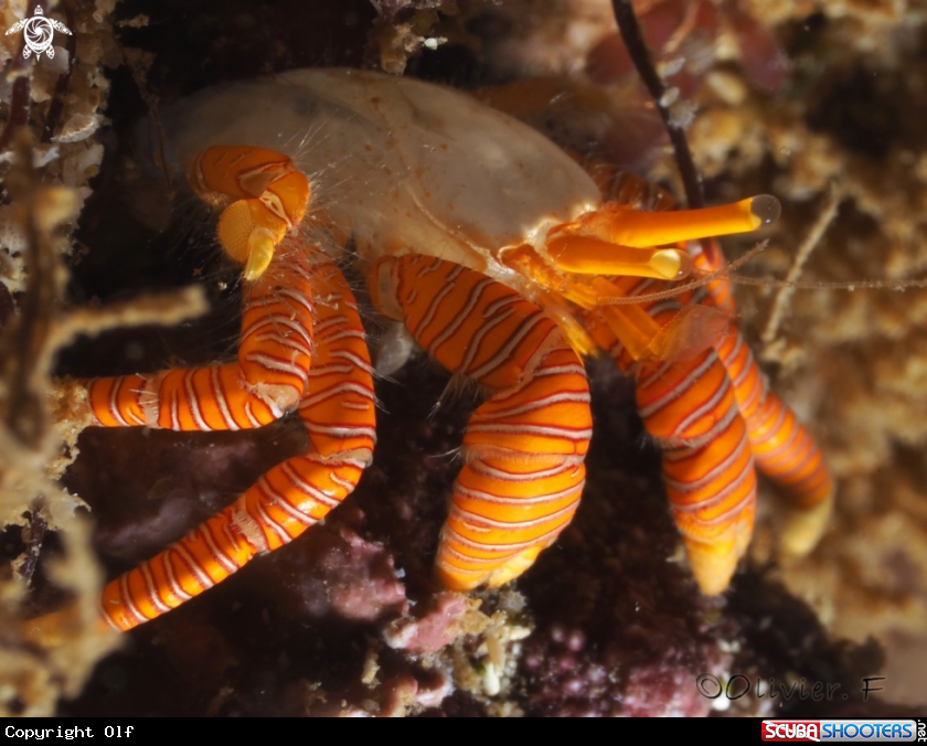 A Hermit crab