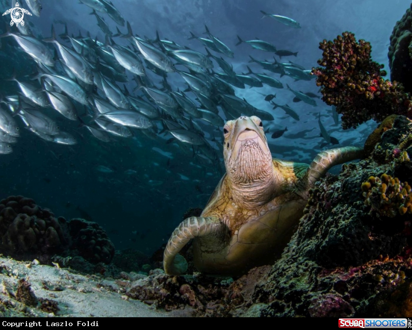 A Turtle 