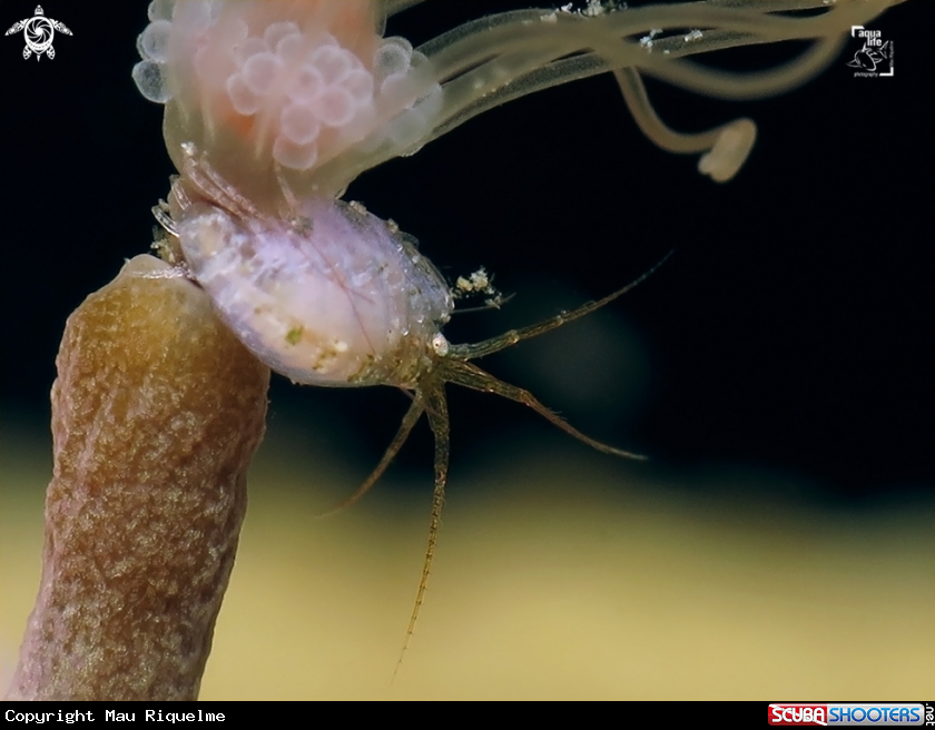 A Amphipod on Solitary Gorgonian Hydroid