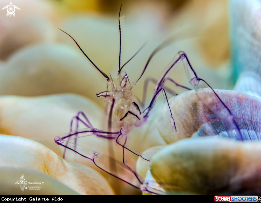 A Bubble Coral Shrimp