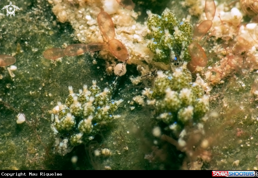 A Eyespot Costasiella