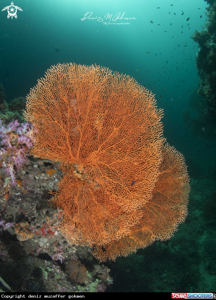 A coral