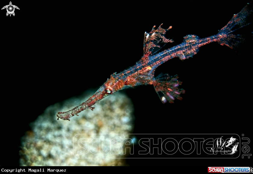 A Juvenile Delicate Pipefish 