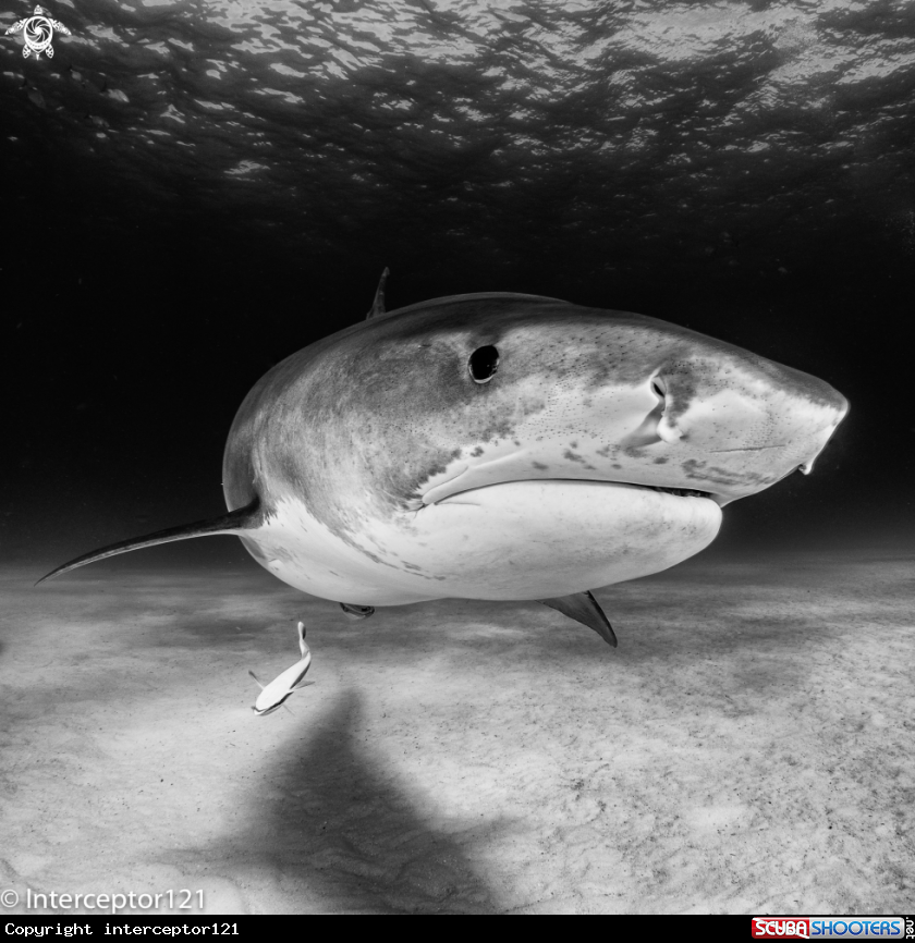 A Tiger Shark