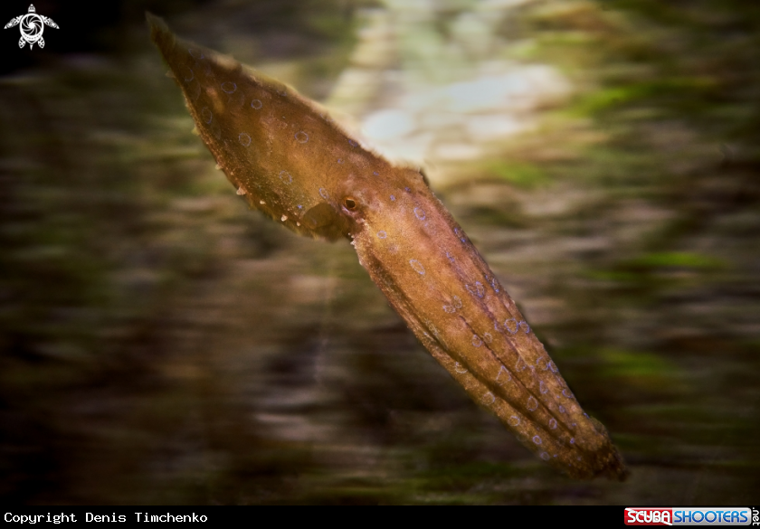 A OCTOPUS