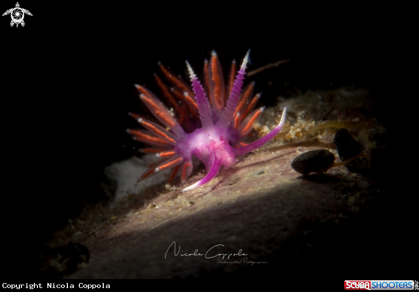 A nudi
