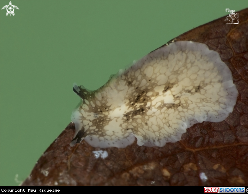 A Sharp Eye Flatworm