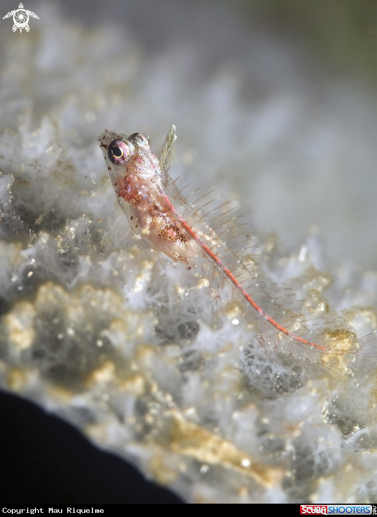 A Flagfin Glass Blenny
