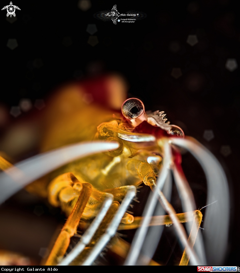 A Ambon Cleaner Shrimp