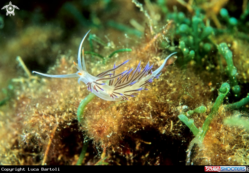 A nudibranch