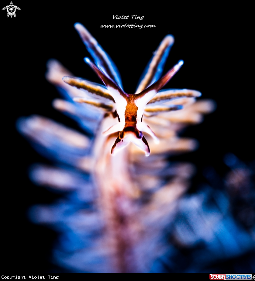A Nudibranch