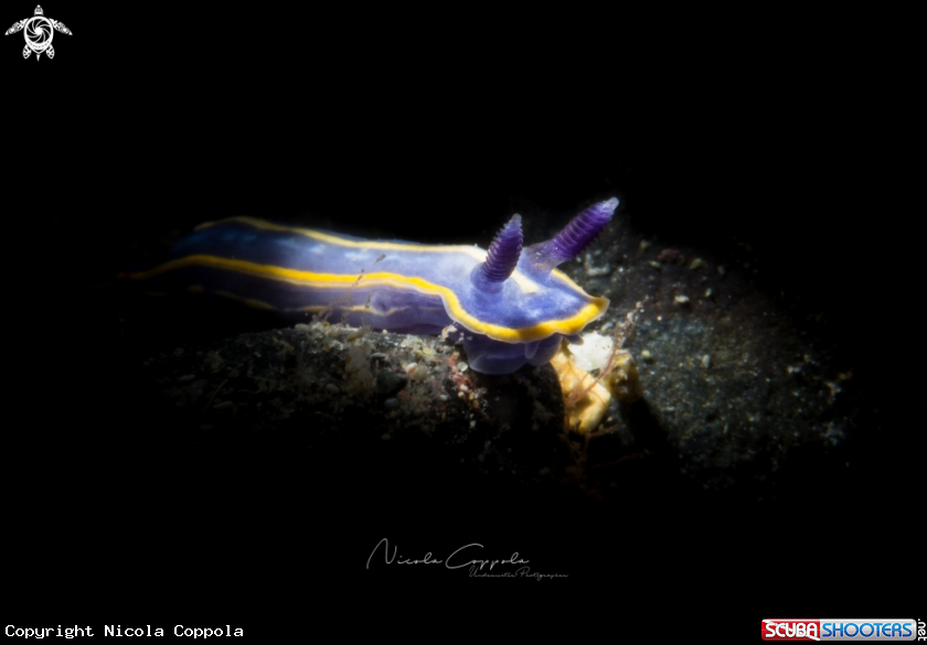 A nudi