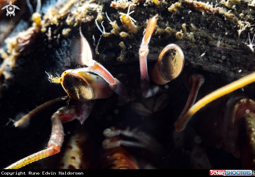 A Hermt crab