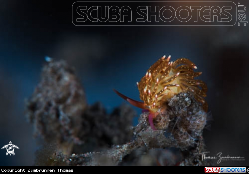 A Nudibranch 