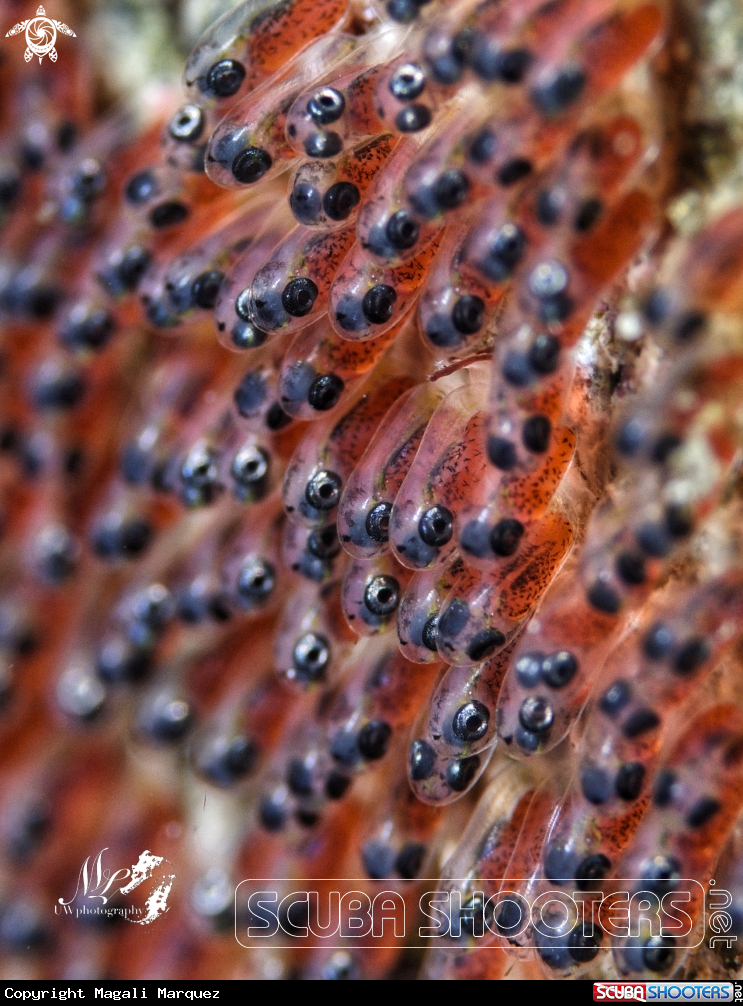 A Clownfish eggs 