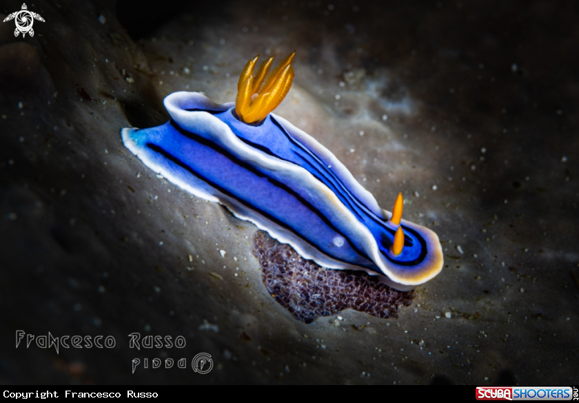 A Loch's chromodoris