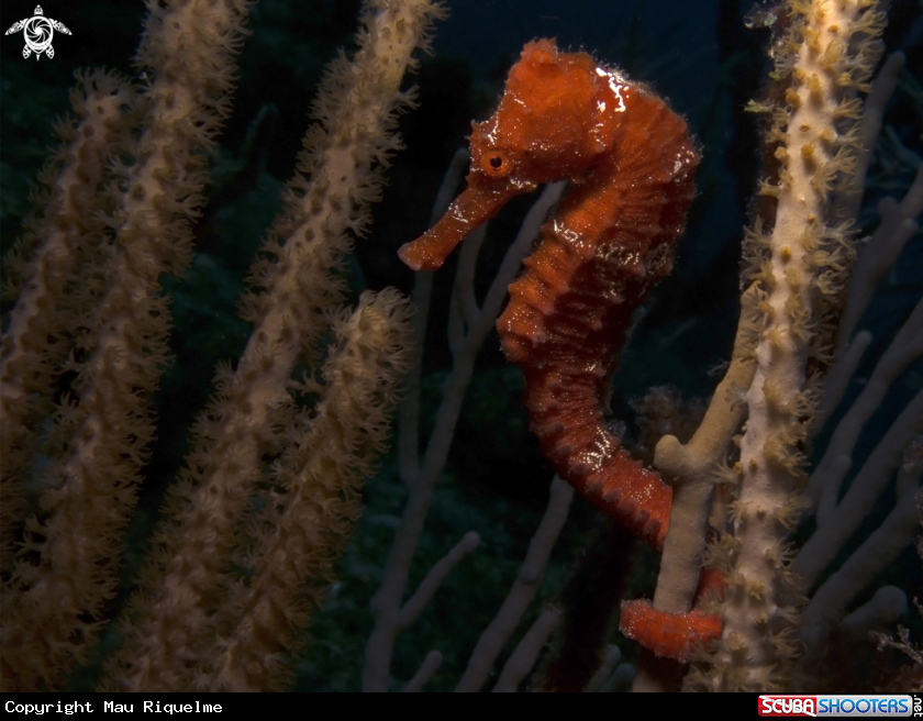 A Longsnout Seahorse