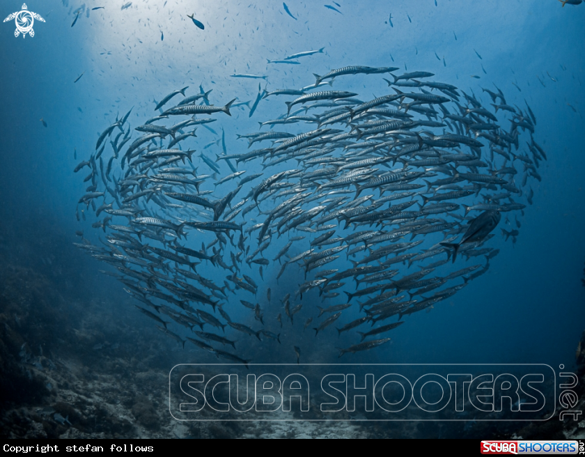 A Chevron Barracuda