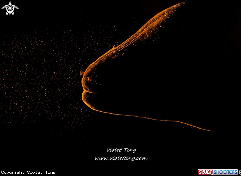 A Eel