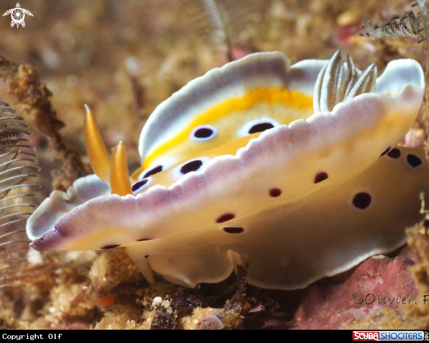 A Graceful nudibranch 