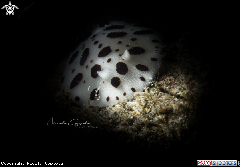 A nudi