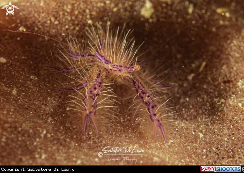 A hairy squat lobster