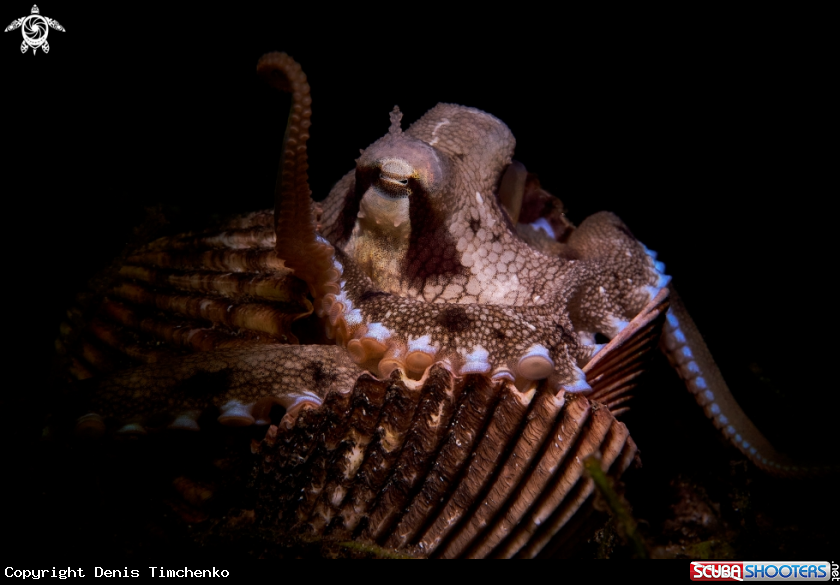 A OCTOPUS