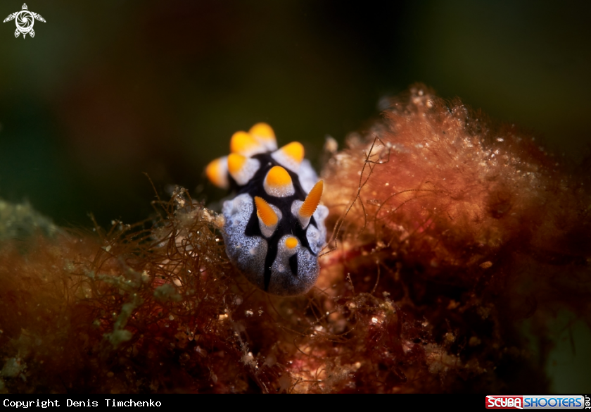 A NUDIBRANCH
