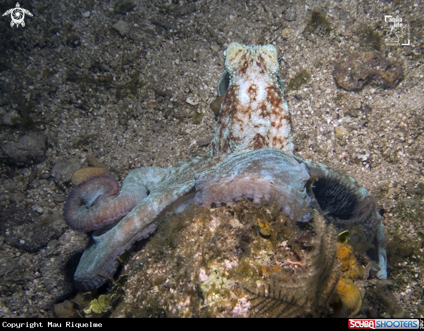 A Caribbean Reef Octopus