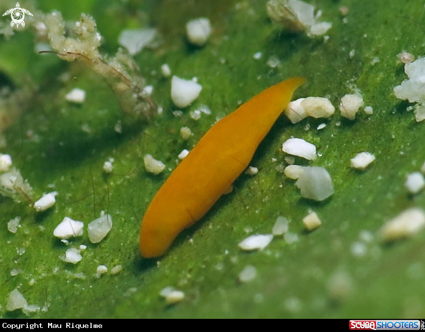 A Worm