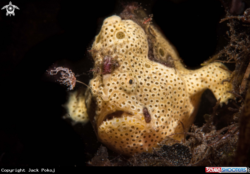 A Painted frogfish