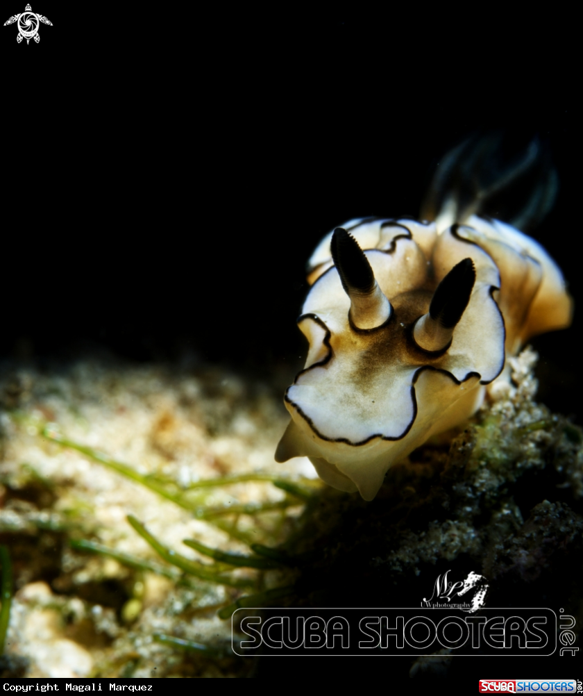 A  Doriprismatica atromarginata