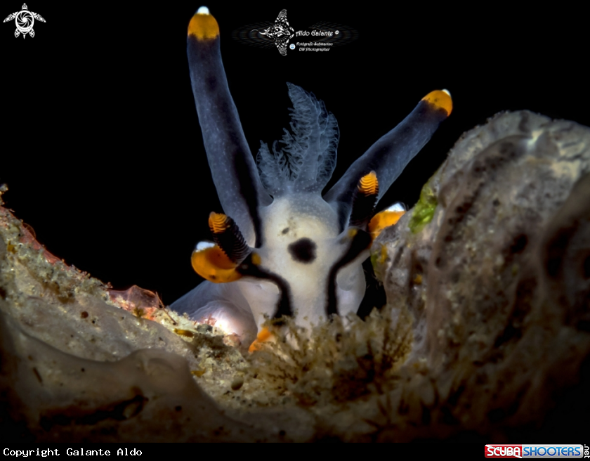 A Pikachu Nudibranch