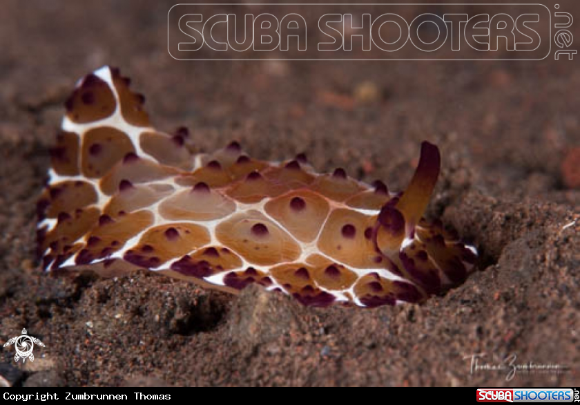 A Nudibranch 