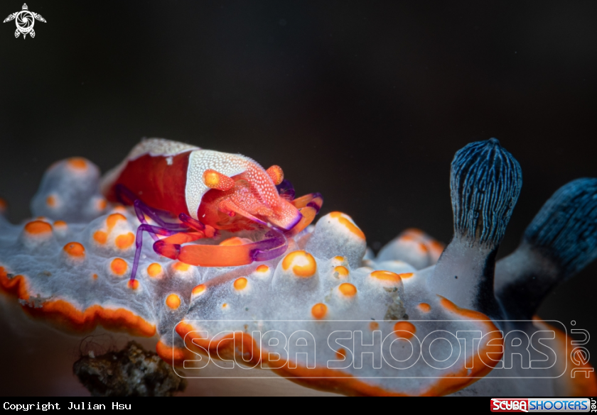 A Emperor shrimp