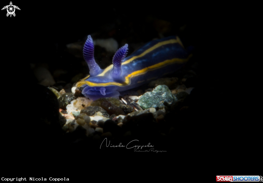 A Nudi