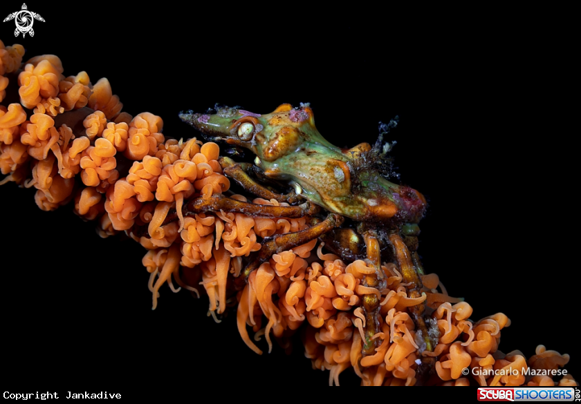 A Xeno crab