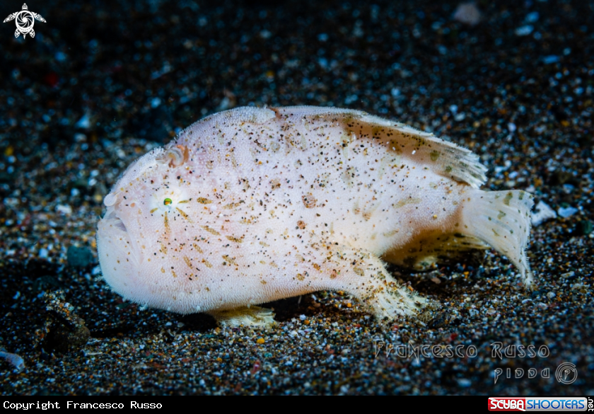 A Striated frogfish
