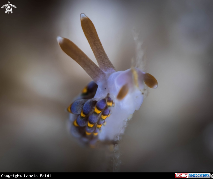 A Trinchesia sp.