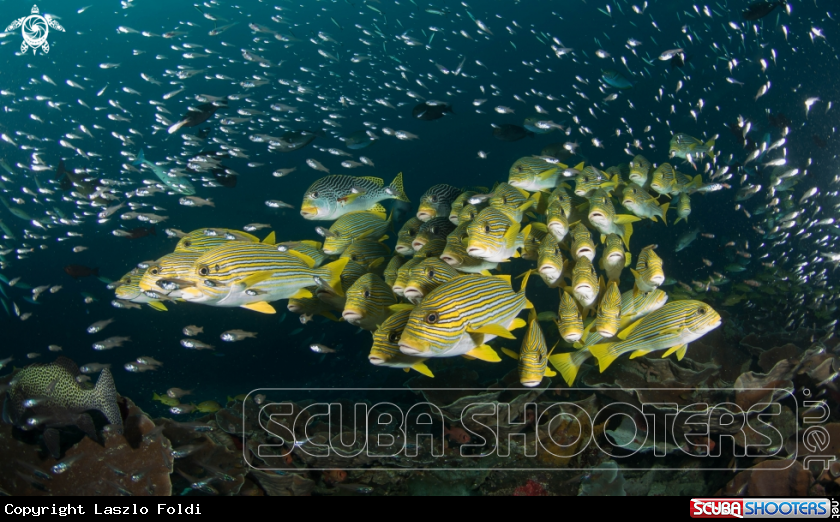 A Sweetlips