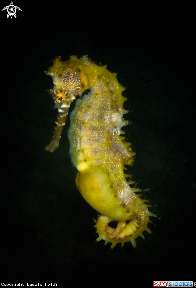 A Seahorse 