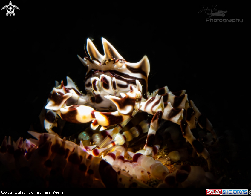 A Zebra Crab