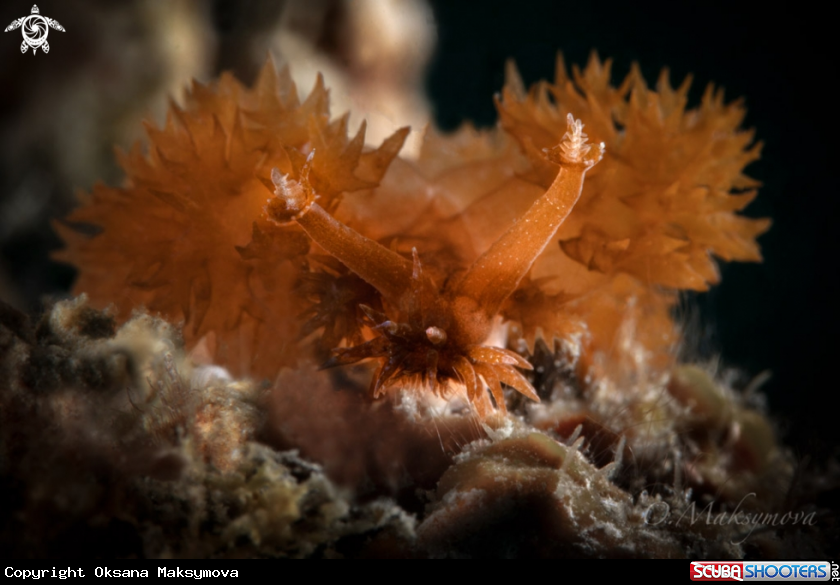 A Nudibranch Melibe digitata 