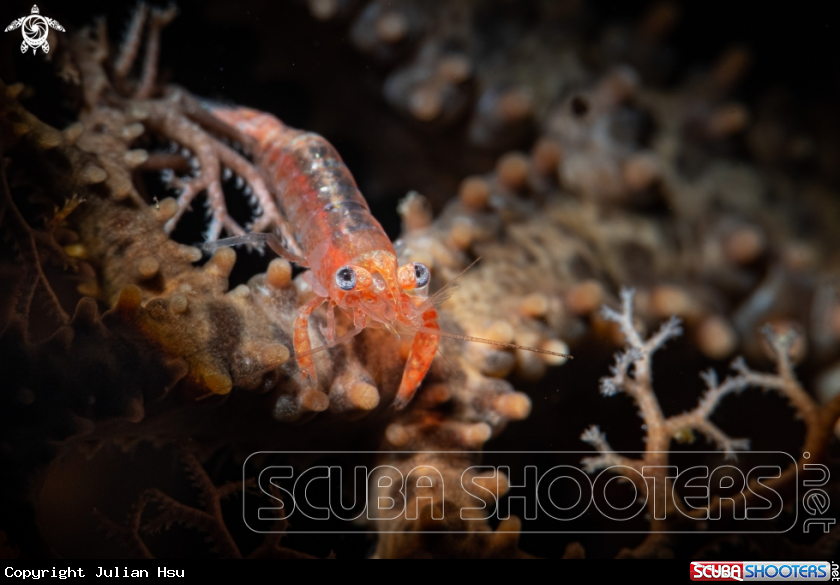A Basket star shrimp