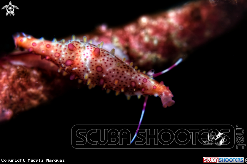 A Rosy spindle cowrie 