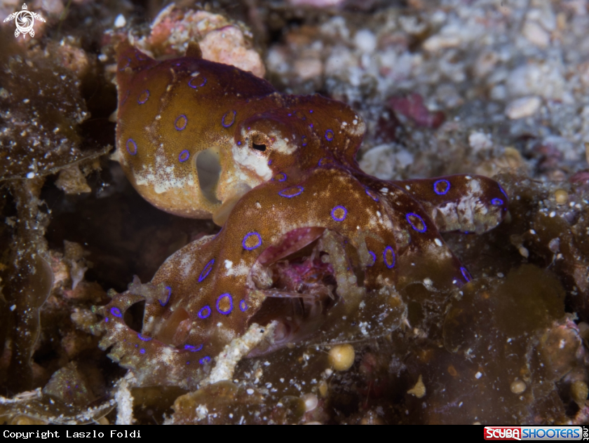 A Blue-ringed octopus 