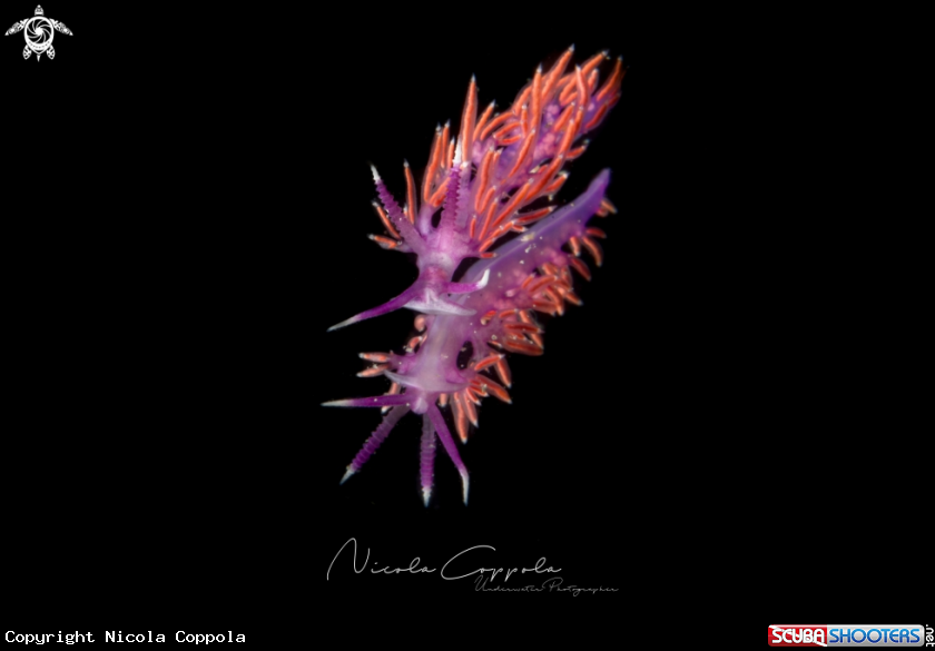A Nudi